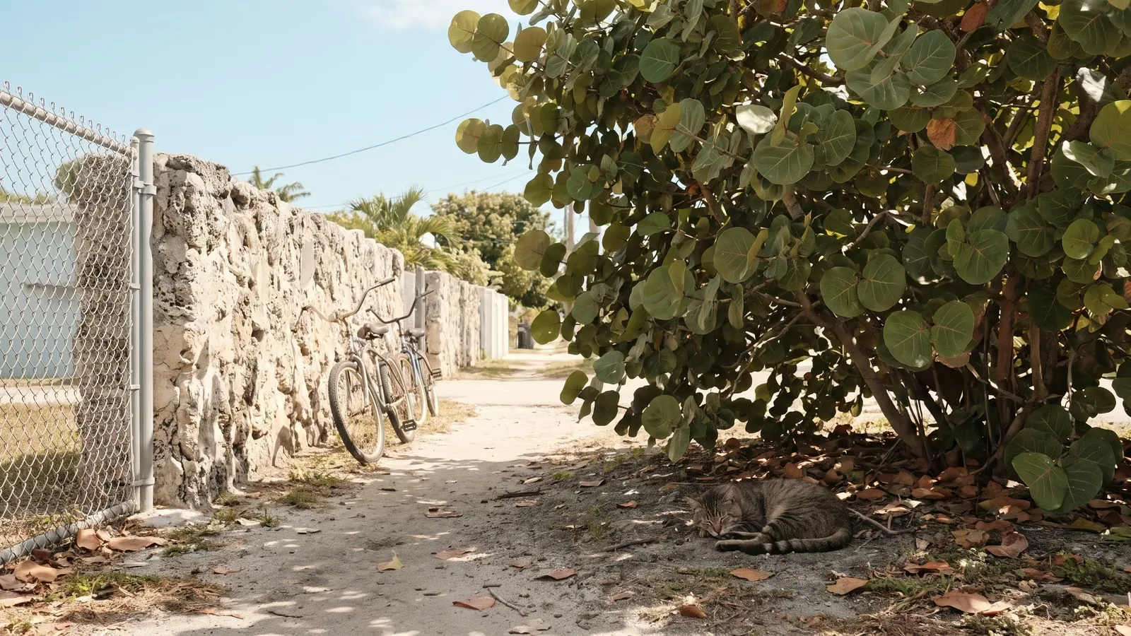 A stray cat resting in the shade beside a fence on a residential Miami-Dade street.